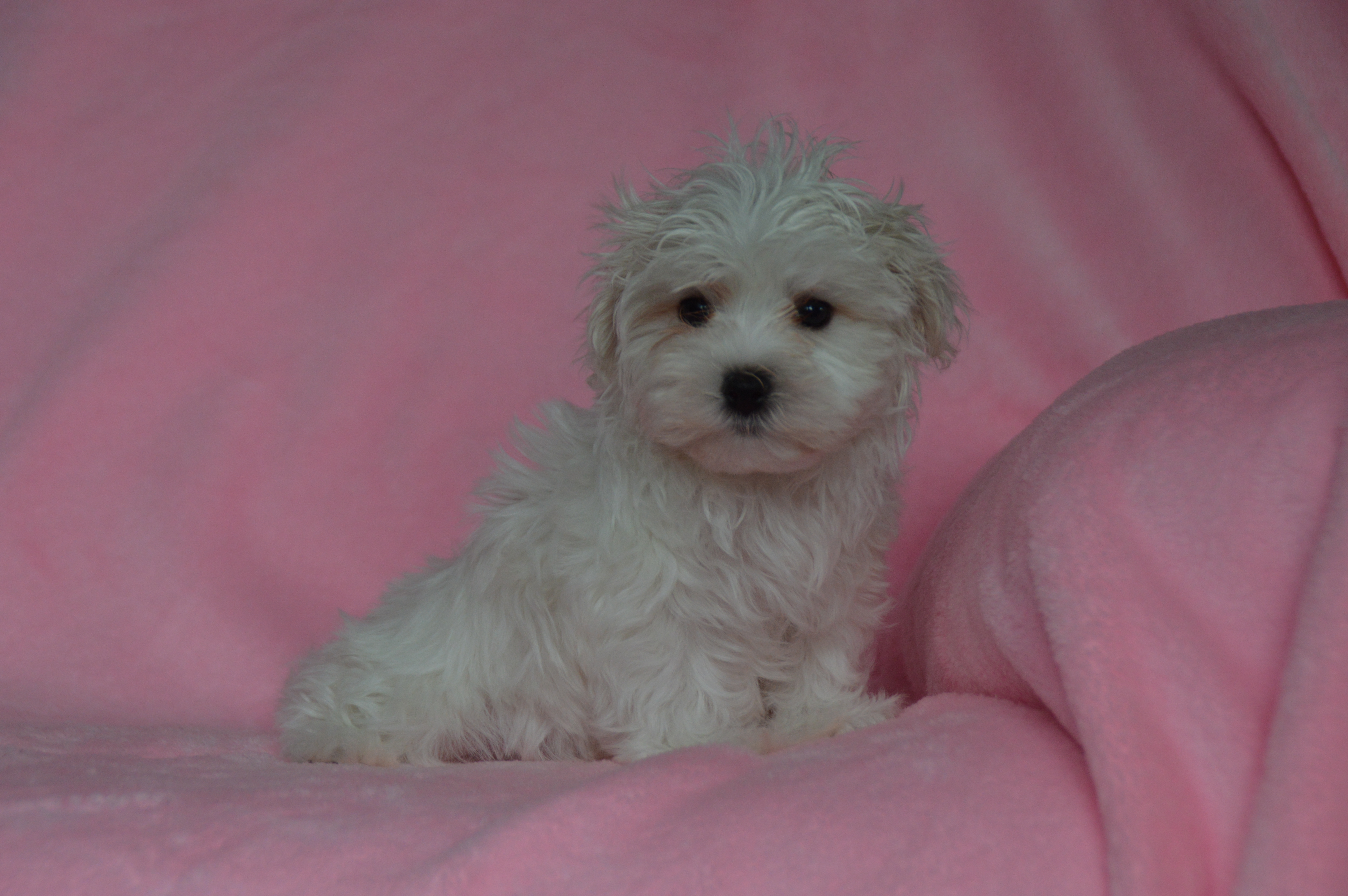 puppy, for, sale, Maltese,   Sunny Meadow Puppies, dog, breeder, Mill Hall, PA, dog-breeder, puppy-for-sale, forsale, nearby, find, puppyfind, locator, puppylocator, aca